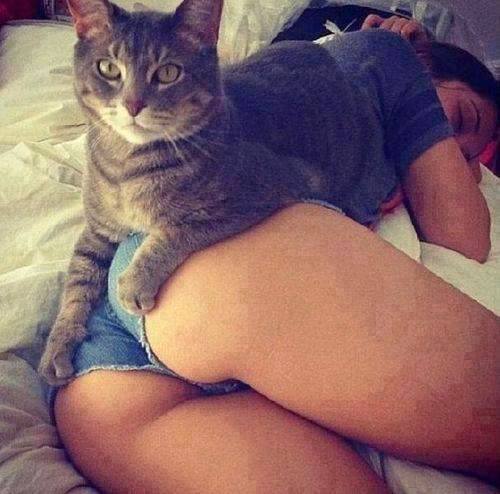 gato arriba de la cola #ass #gato #cola #cat #КОШКА #попка